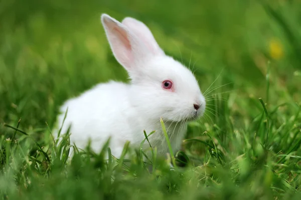 Baby witte konijnen in gras — Stockfoto