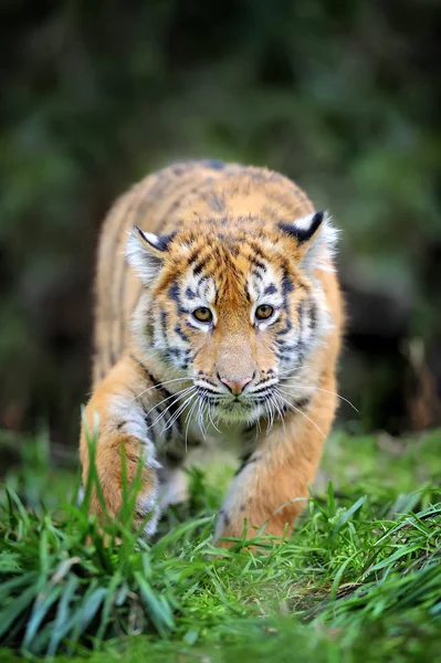 Tiger cub i gräs — Stockfoto