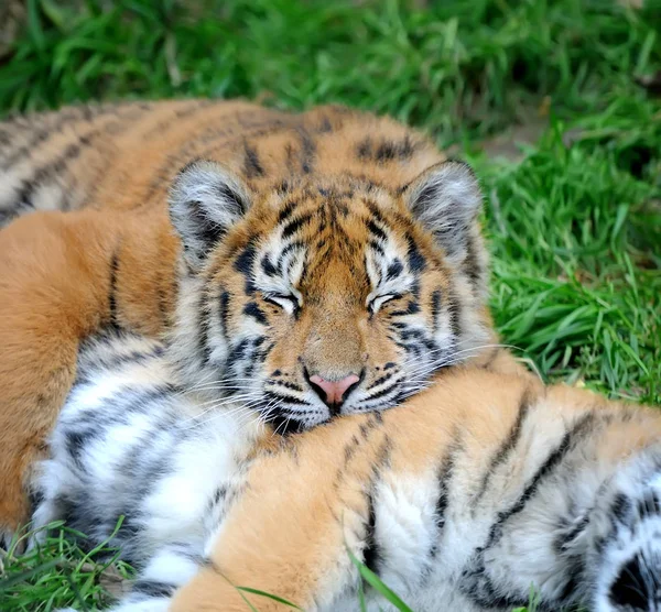 Tigerjunge im Gras — Stockfoto