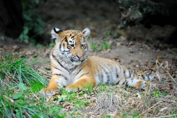 Tigre cachorro en la hierba —  Fotos de Stock