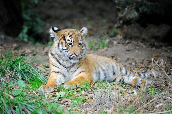 Tigerjunge im Gras — Stockfoto