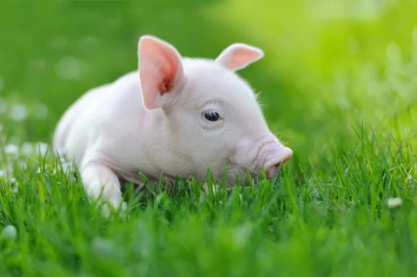 Молодая свинья на траве — стоковое фото