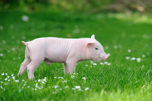 Молодая свинья на траве — стоковое фото