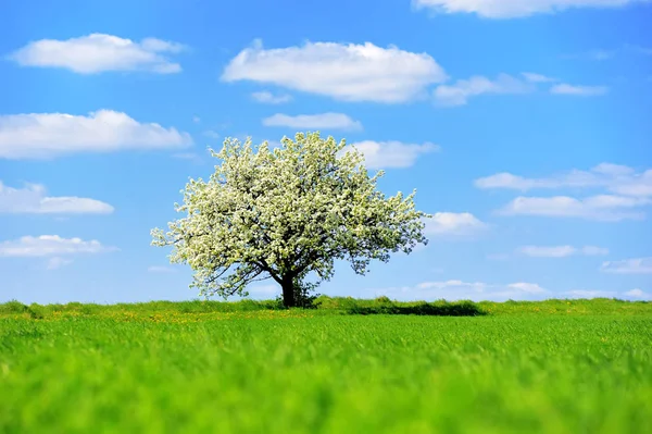 Single blossoming tree in spring — Stock Photo, Image