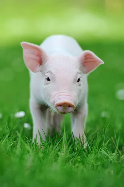 Young pig on grass — Stock Photo, Image