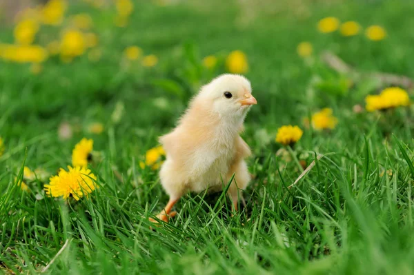 Маленькі кури на траві — стокове фото