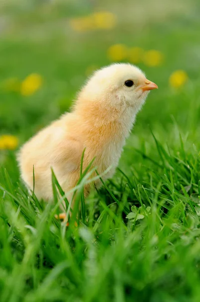Weinig kippen op een gras — Stockfoto
