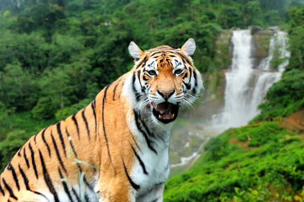 Tigre sullo sfondo di una cascata — Foto Stock