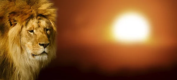 Lion portrait at sunset — Stock Photo, Image