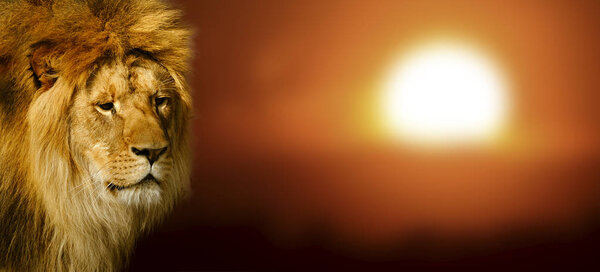 Lion portrait on savanna landscape background at sunset