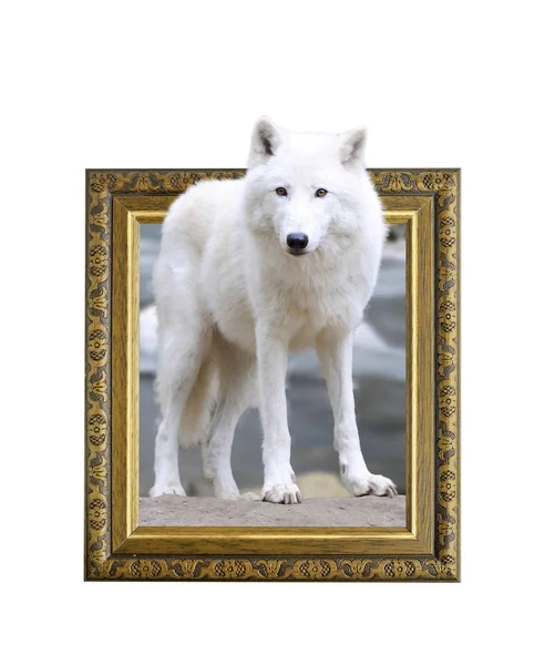 Loup arctique dans un cadre avec effet 3d — Photo