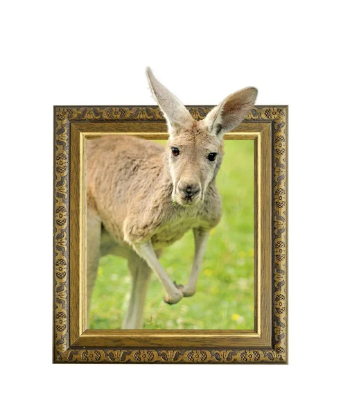 Känguru i ram med 3d-effekt — Stockfoto