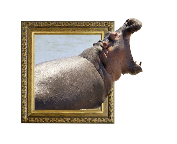 Ippopotamo in cornice effetto 3d — Foto Stock