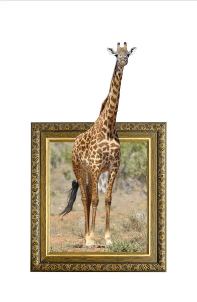 Girafe dans le cadre avec effet 3d — Photo