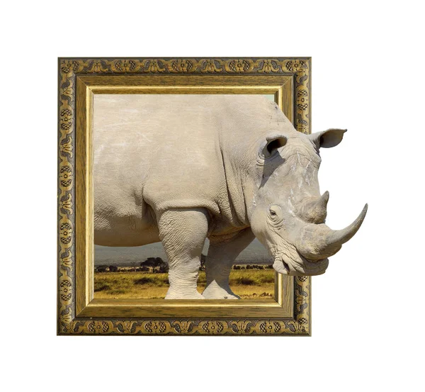 Nosorožec v rámečku s 3d efektem — Stock fotografie