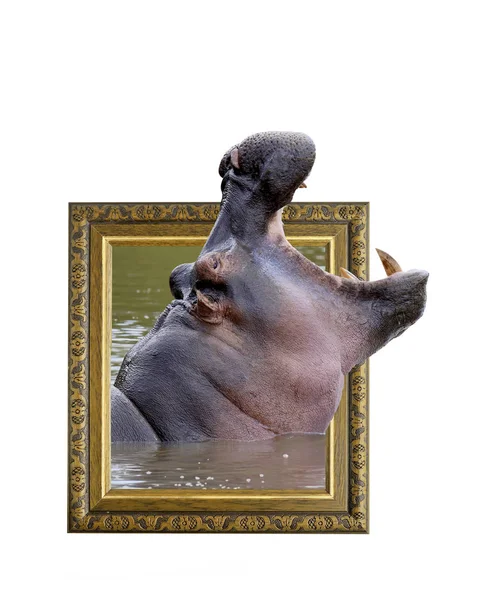 Nijlpaard in frame met 3d effect — Stockfoto