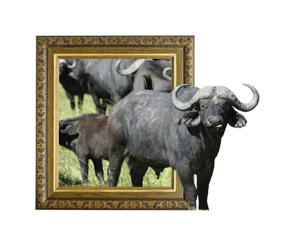 Buffalo v rámečku s 3d efektem — Stock fotografie