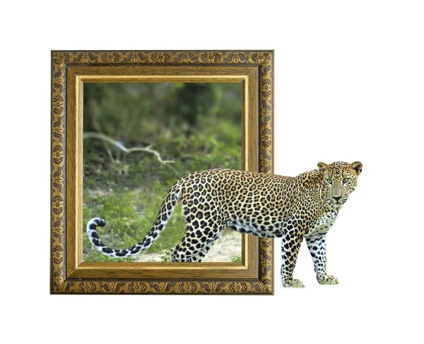 Λεοπάρδαλη σε πλαίσιο, με το εφέ 3d — Φωτογραφία Αρχείου