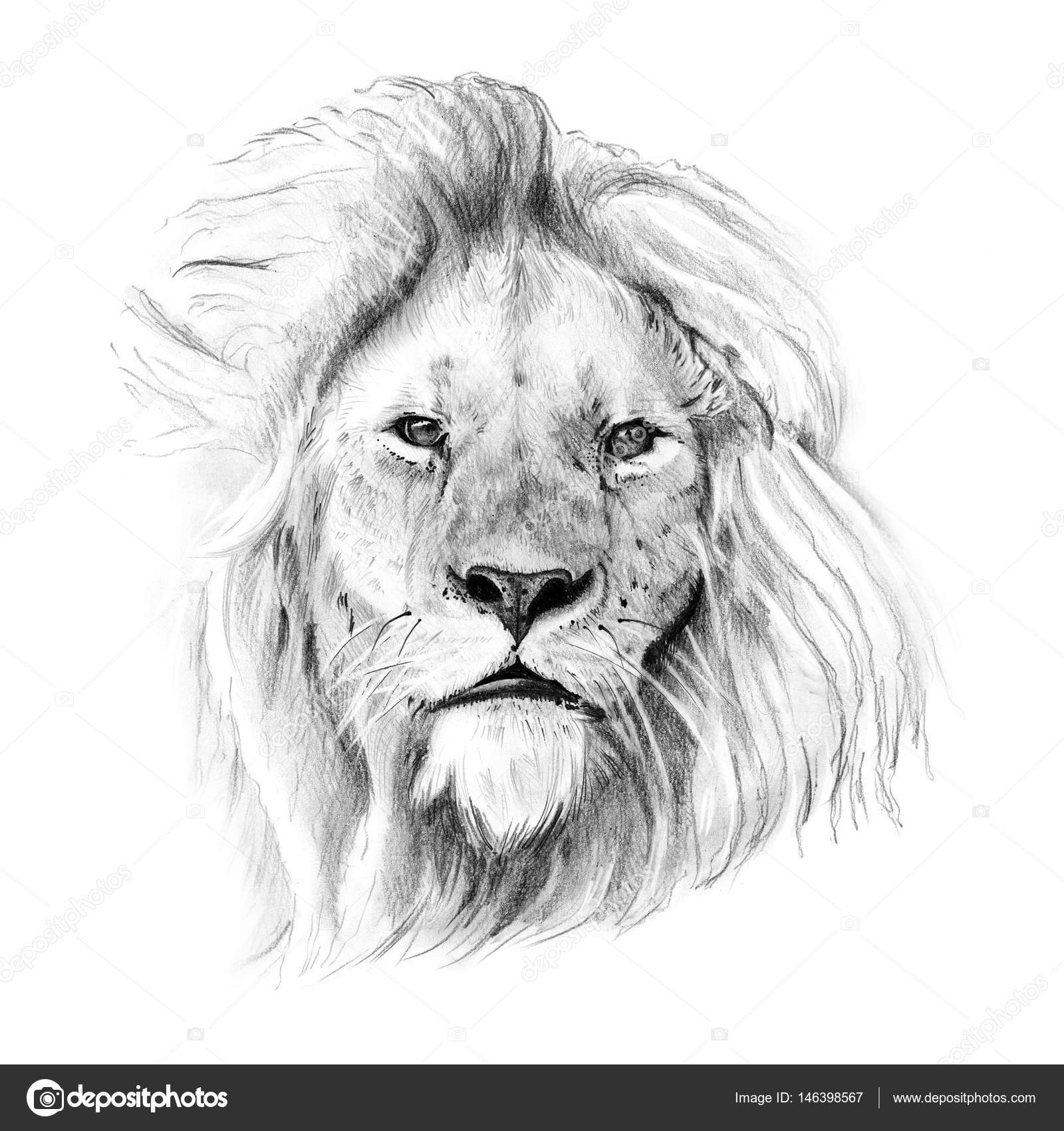鉛筆の手によって描かれたライオンの肖像画— ストック 鉛筆の手によって描かれたライオンの肖像画— ストック