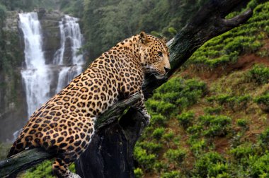 Şelale arka plan üzerinde leopar