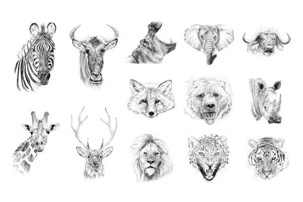 Portrait of animals drawn by hand in pencil — Stock Photo, Image