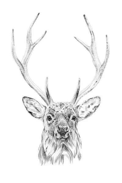 鹿在铅笔手工绘制的肖像 — 图库照片
