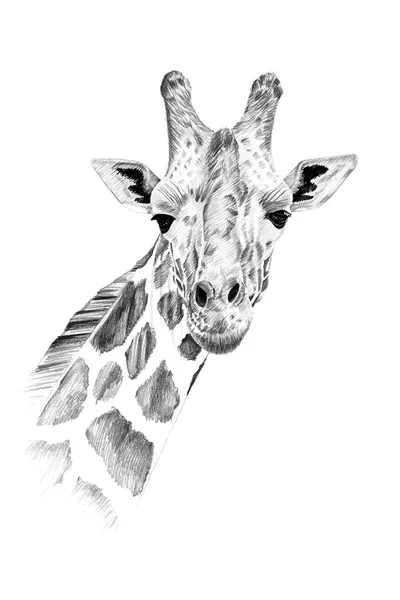 Portrait of giraffe drawn by hand in pencil — Stock Photo, Image