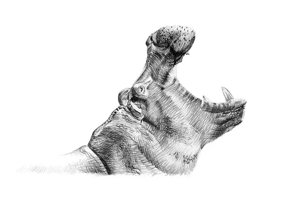 Portrait of hippo drawn by hand in pencil — Stock Photo, Image