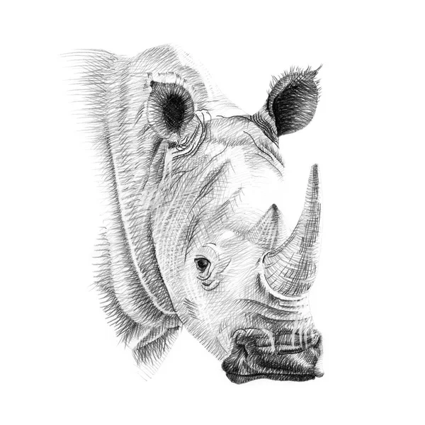 Portrait of rhino drawn by hand in pencil — Stock Photo, Image