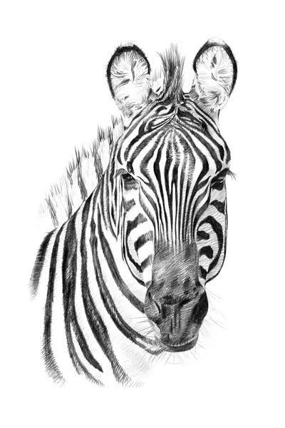 Portrait of zebra drawn by hand in pencil — Stock Photo, Image