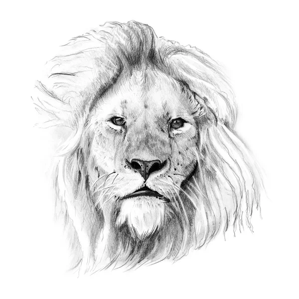 Portrait of lion drawn by hand in pencil — Stock Photo, Image