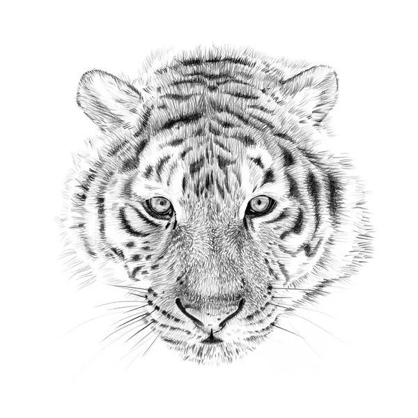 Retrato de tigre desenhado à mão a lápis — Fotografia de Stock