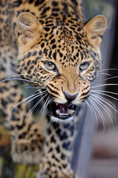 Leopardo in natura — Foto Stock