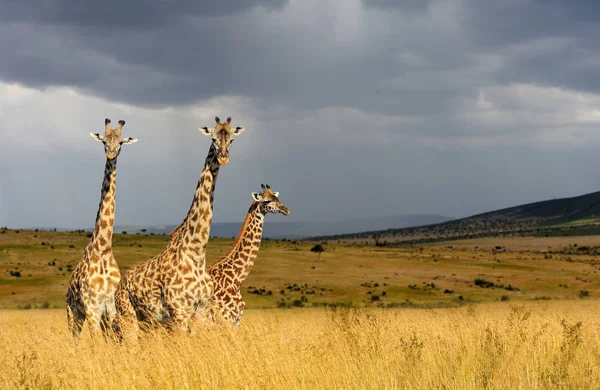 Giraffa nel Parco Nazionale del Kenya — Foto Stock