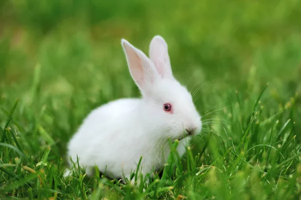 Baby vita kaniner i gräs — Stockfoto