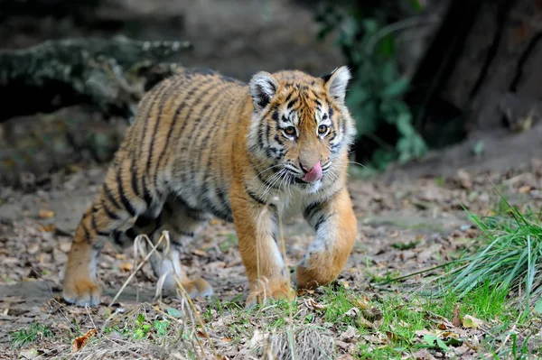 Cub τίγρης στο γρασίδι — Φωτογραφία Αρχείου