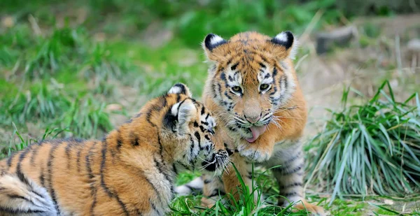 Tiger cub in grass — Stock Photo, Image