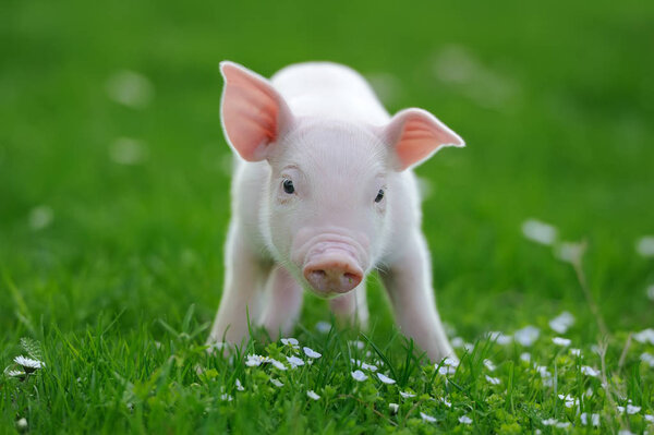 Piglet on grass