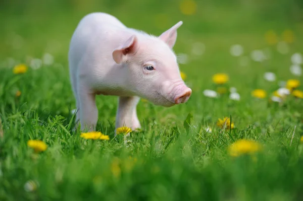 잔디에 돼지 — 스톡 사진