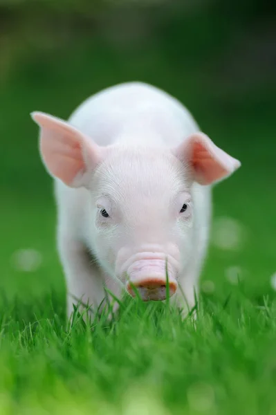 Young pig on grass