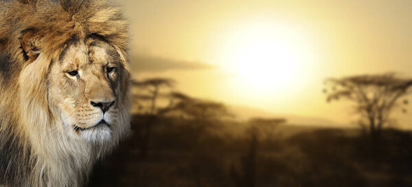 Lion portrait on savanna landscape background at sunset