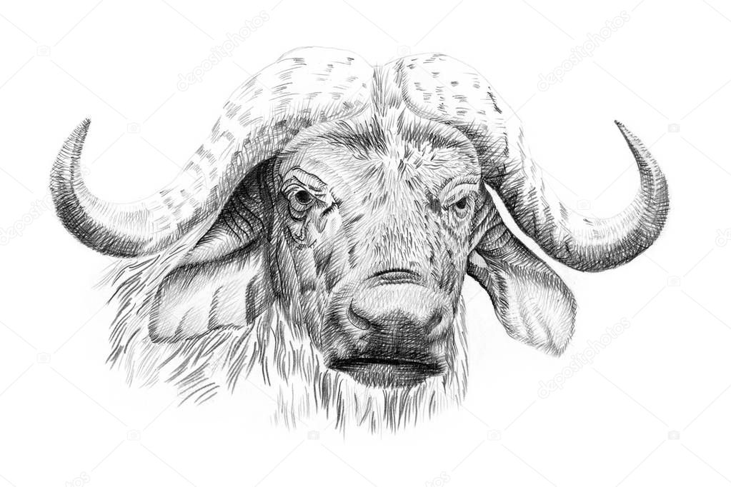 Portrait of buffalo drawn by hand in pencil