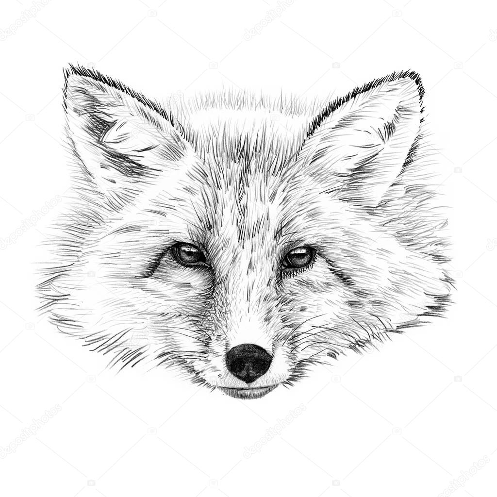 Portrait of fox drawn by hand in pencil