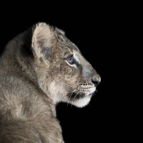 Lion cub op zwarte achtergrond — Stockfoto