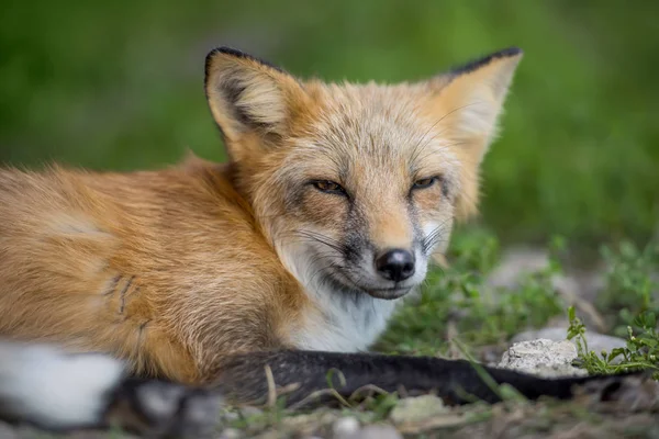 Liška v přírodě (Vulpes vulpes) — Stock fotografie
