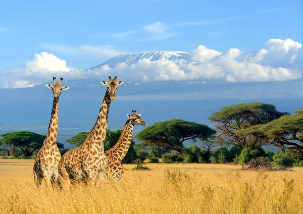 Tre giraff på Kilimanjaro montera bakgrund i nationalparken o — Stockfoto