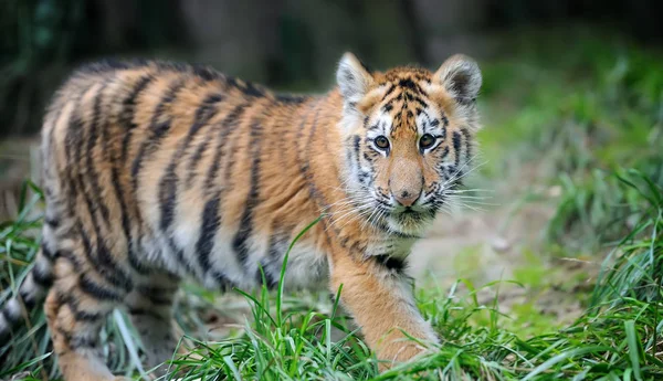 Tigre cachorro en la hierba —  Fotos de Stock