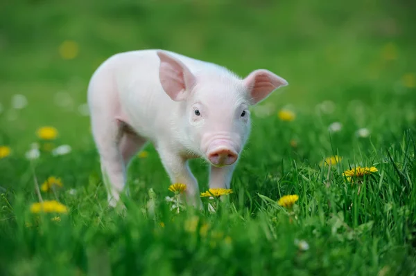 Piglet on spring gree — Stock Photo, Image