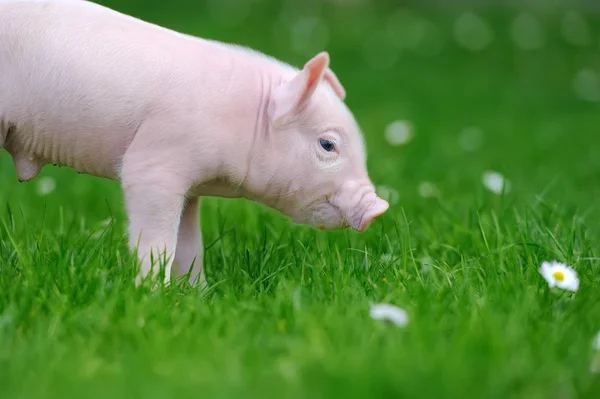 Cerdo joven en la hierba — Foto de Stock
