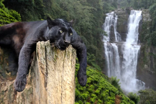 Black leopard on waterfall background — Stock Photo, Image
